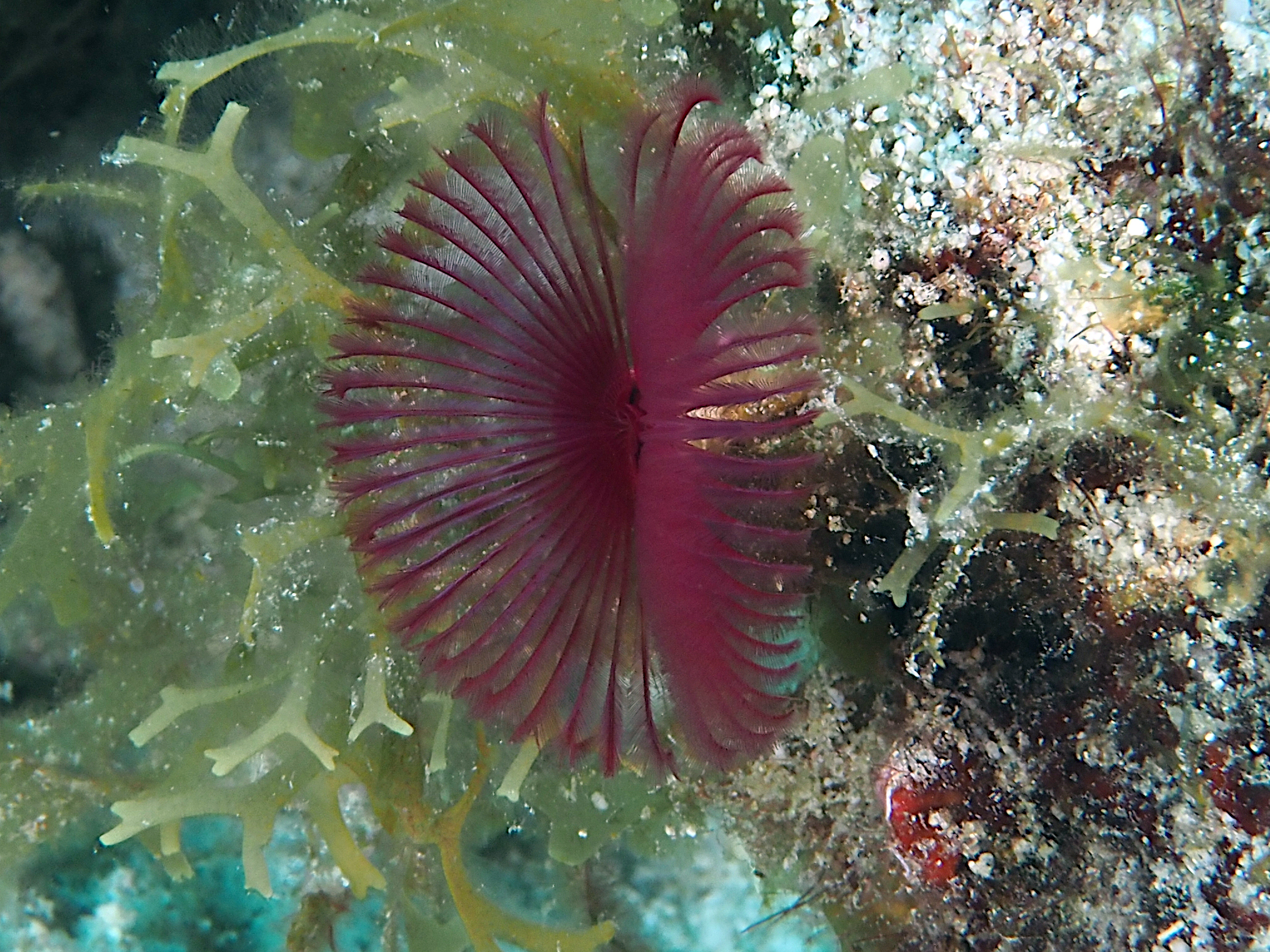 Split-Crown Feather Duster - Anamobaea orstedii