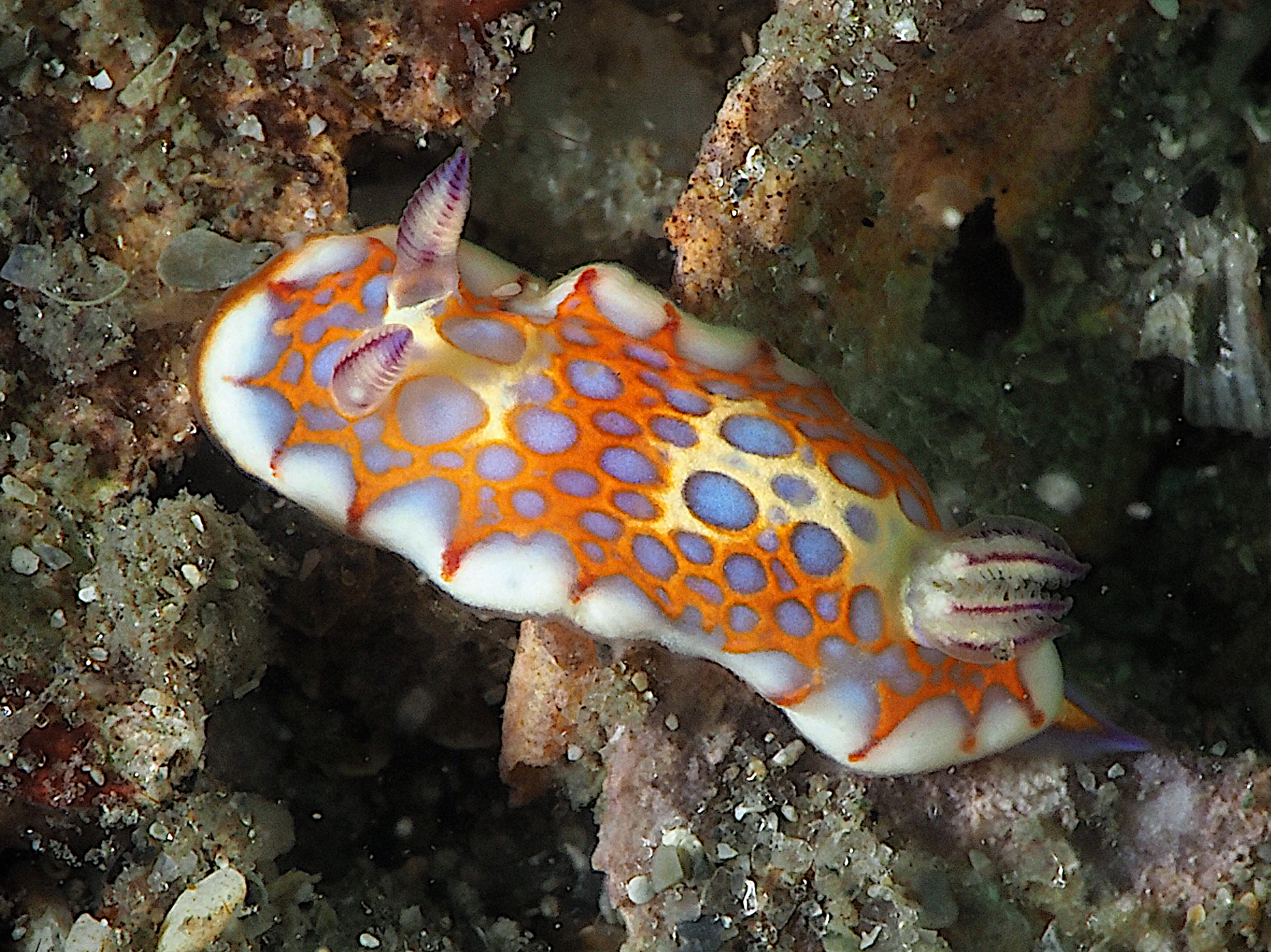 Harlequin Blue Doris - Felimida clenchi - Blue Heron Bridge, Florida