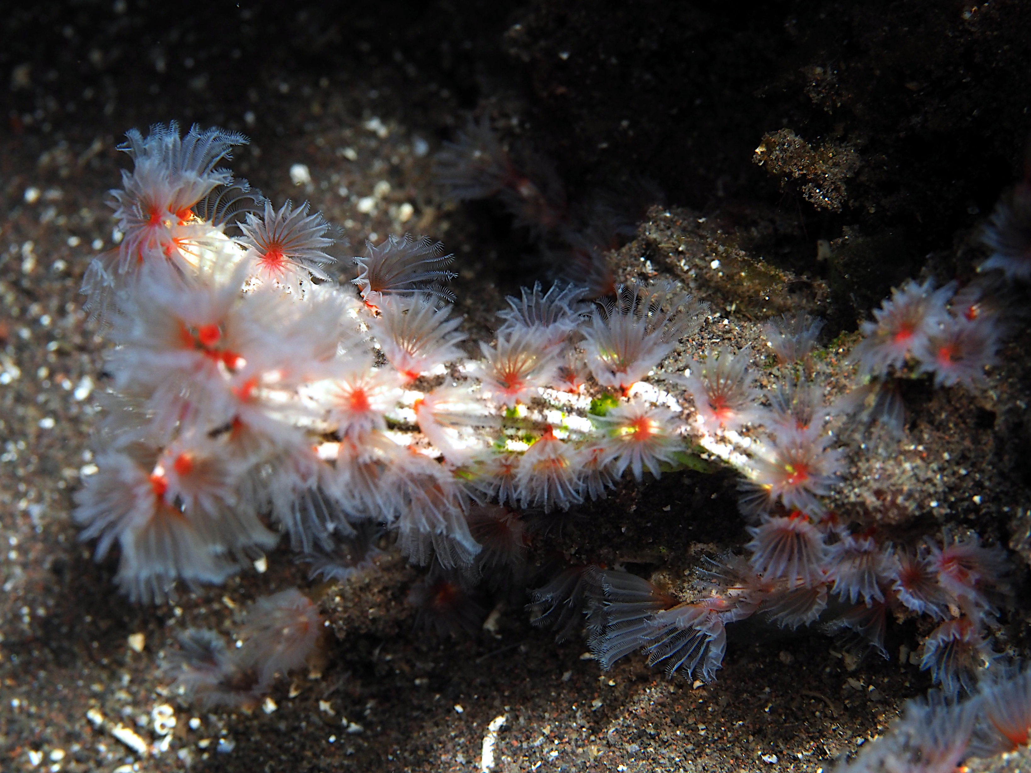 Delicate Tube Worm - Filogranella elatensis