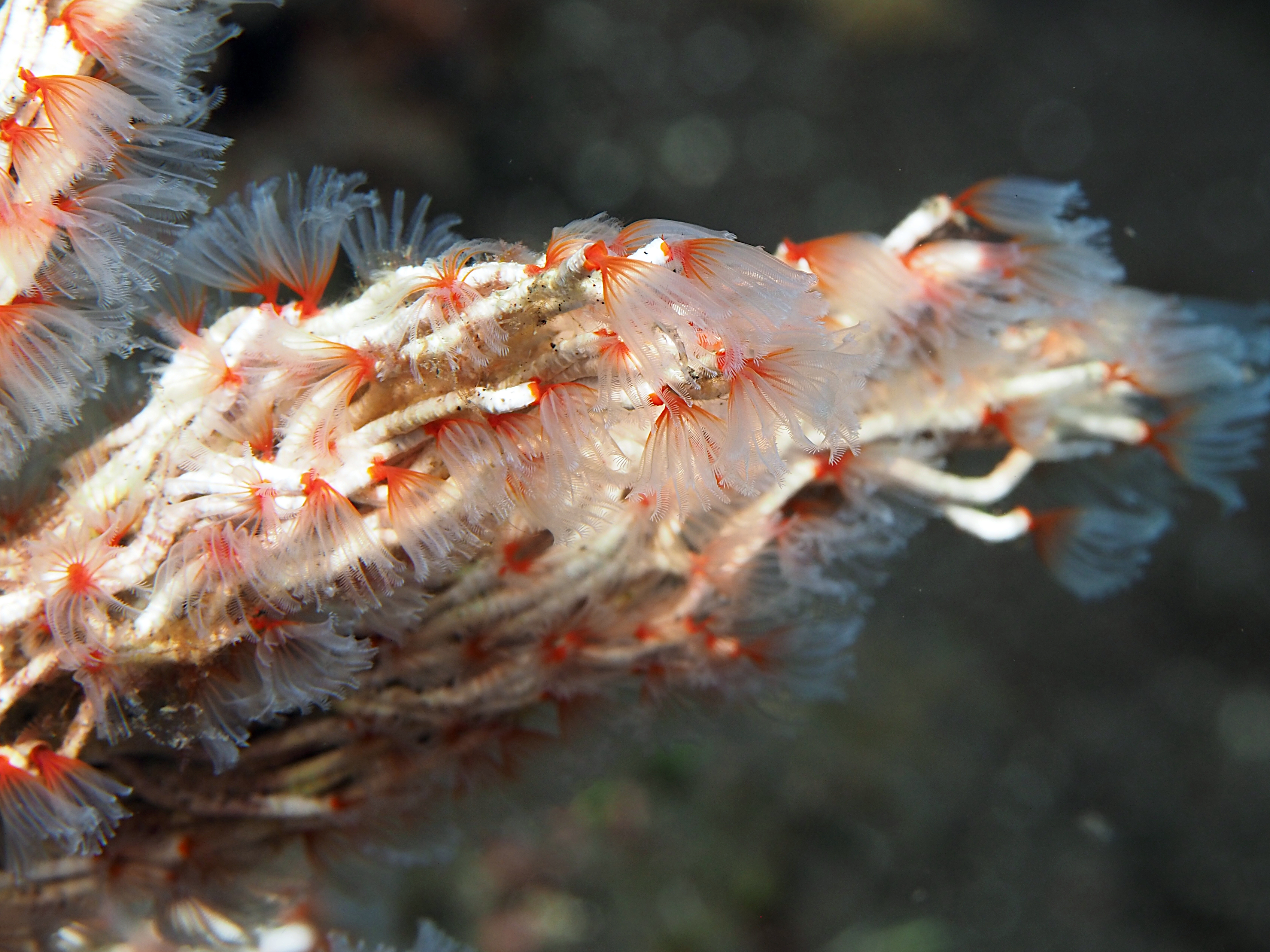 Delicate Tube Worm - Filogranella elatensis