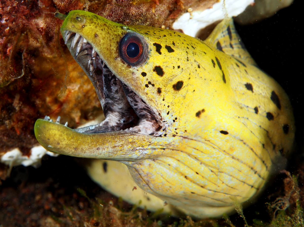 Fimbriated Moray Eel - Gymnothorax fimbriatus