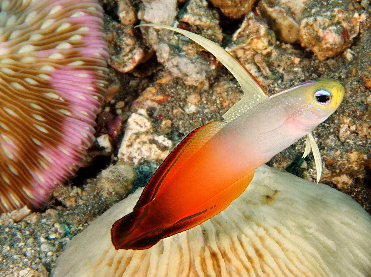 Fire Dartfish - Nemateleotris magnifica