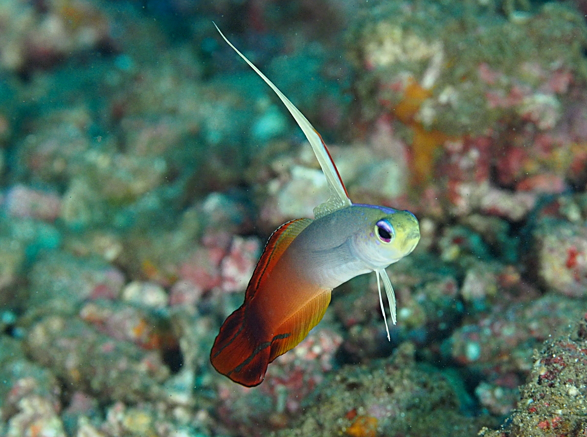 Fire Dartfish Nemateleotris Magnifica Anilao Philippines Photo 6 