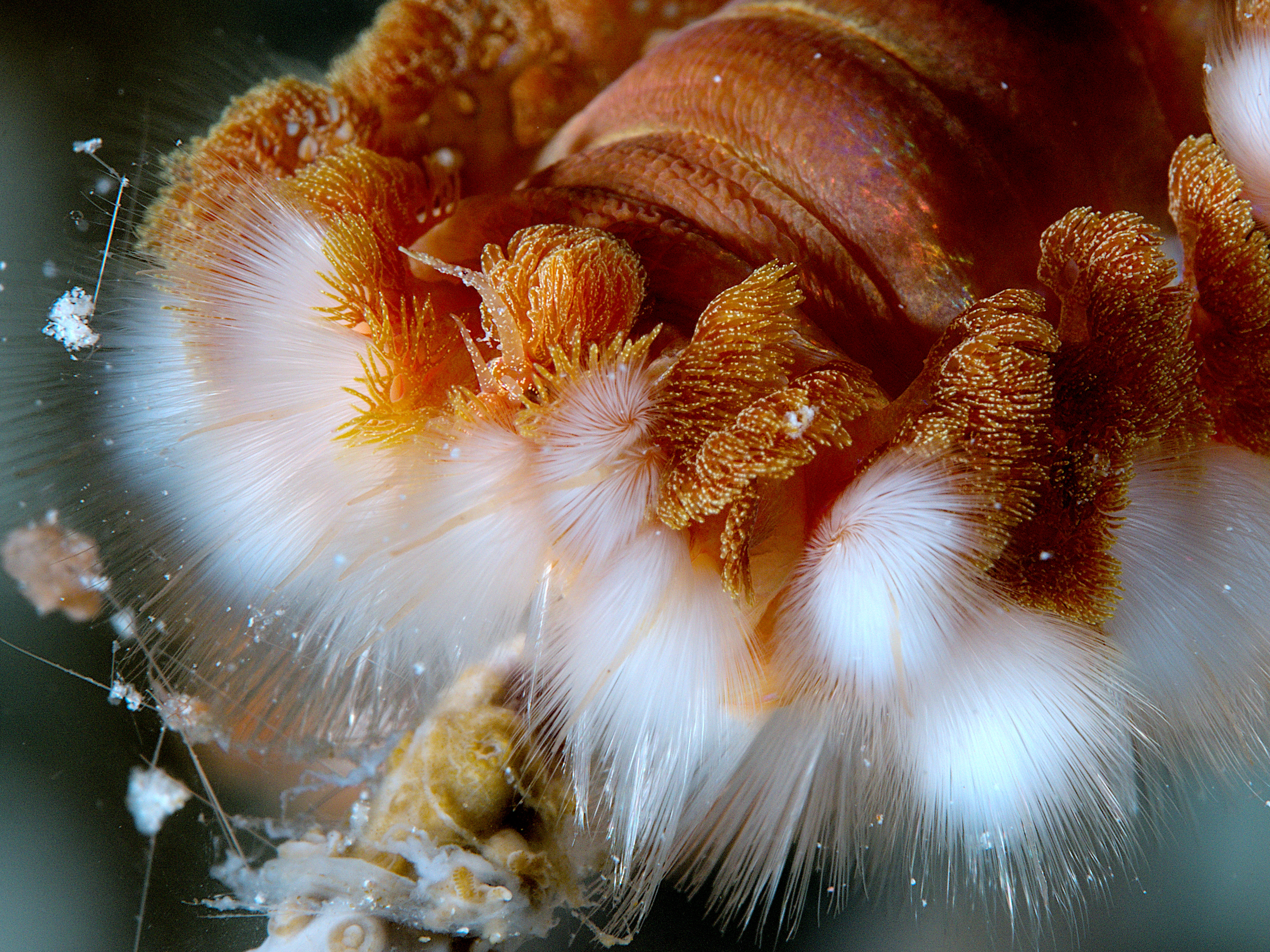 Bearded Fireworm - Hermodice carunculata
