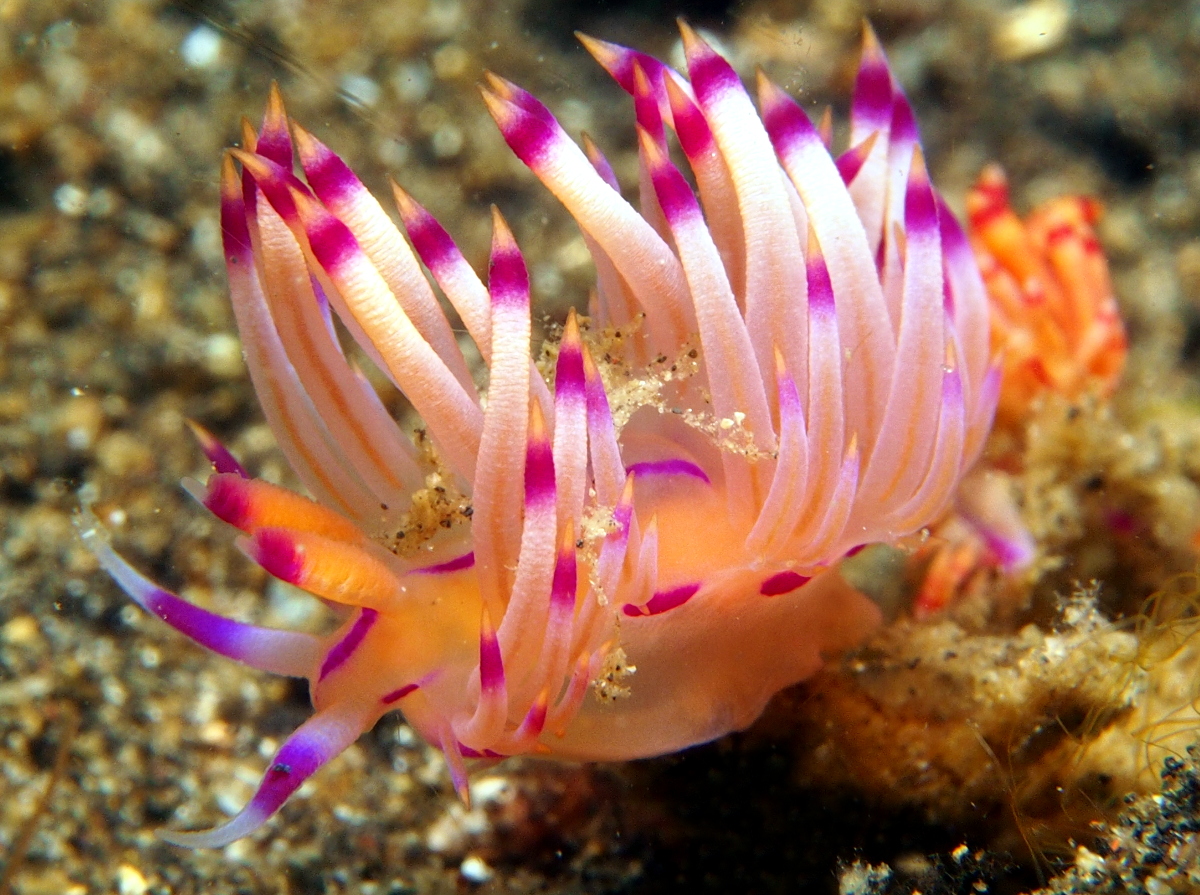 Redline Flabellina - Coryphellina rubrolineata - Lembeh Strait, Indonesia