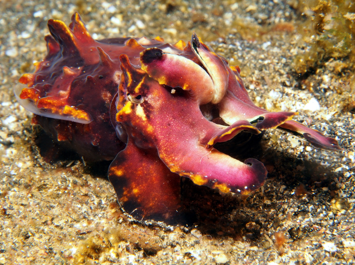 Flamboyant Cuttlefish - Metasepia pfefferi