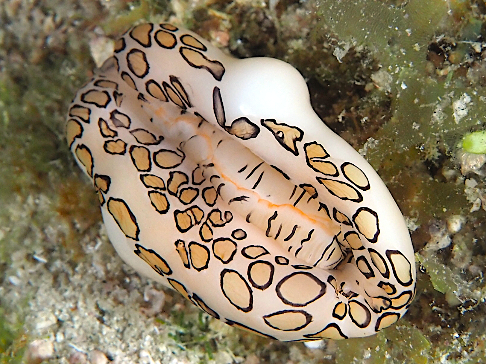Flamingo Tongue - Cyphoma gibbosum