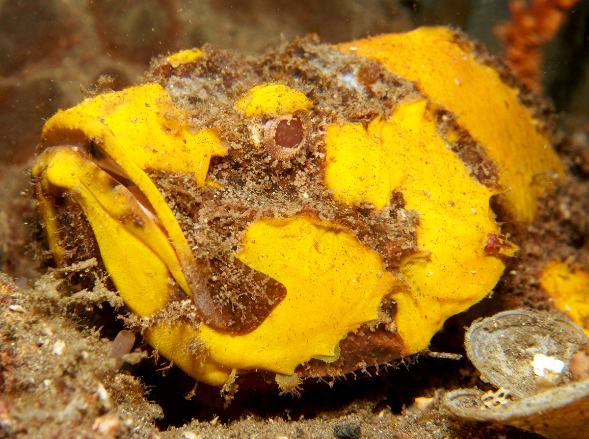 Flasher Scorpionfish - Scorpaenopsis macrochir