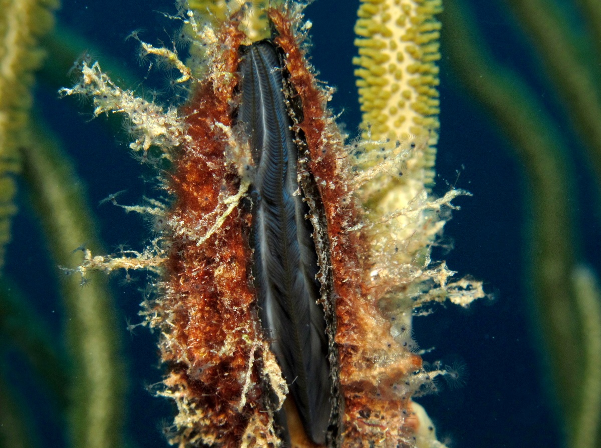 Flat Tree Oyster - Isognomon alatus