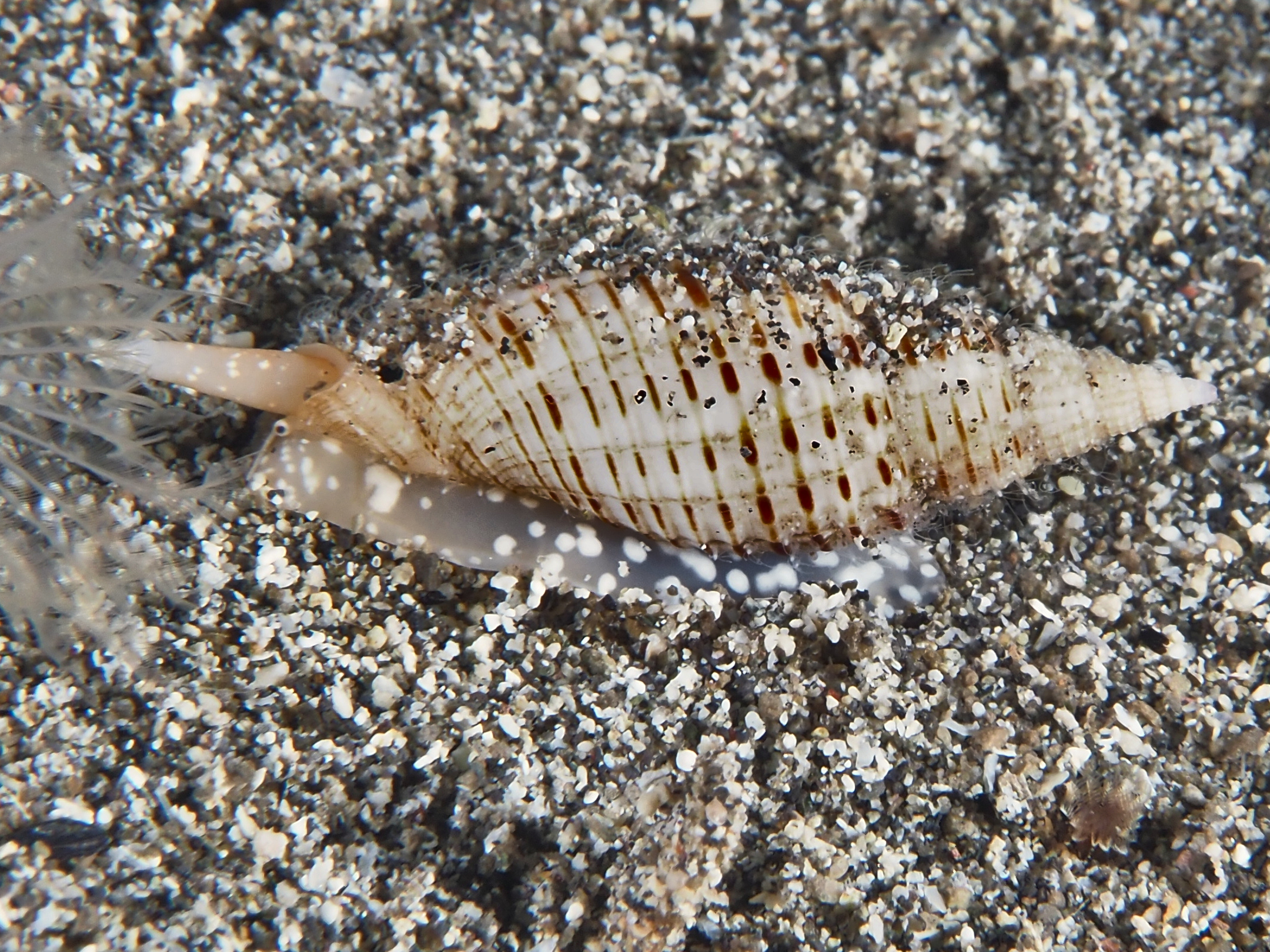 Flecked Mitre - Domiporta granatina