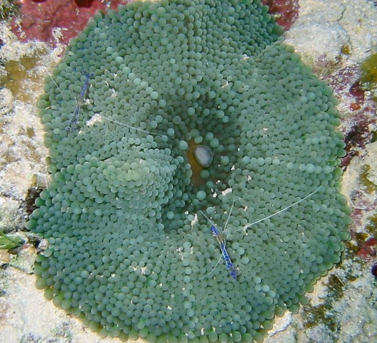 Florida Corallimorph - Ricordea florida