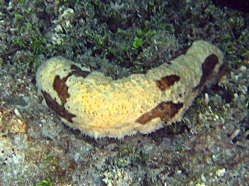 Florida Sea Cucumber - Holothuria floridana