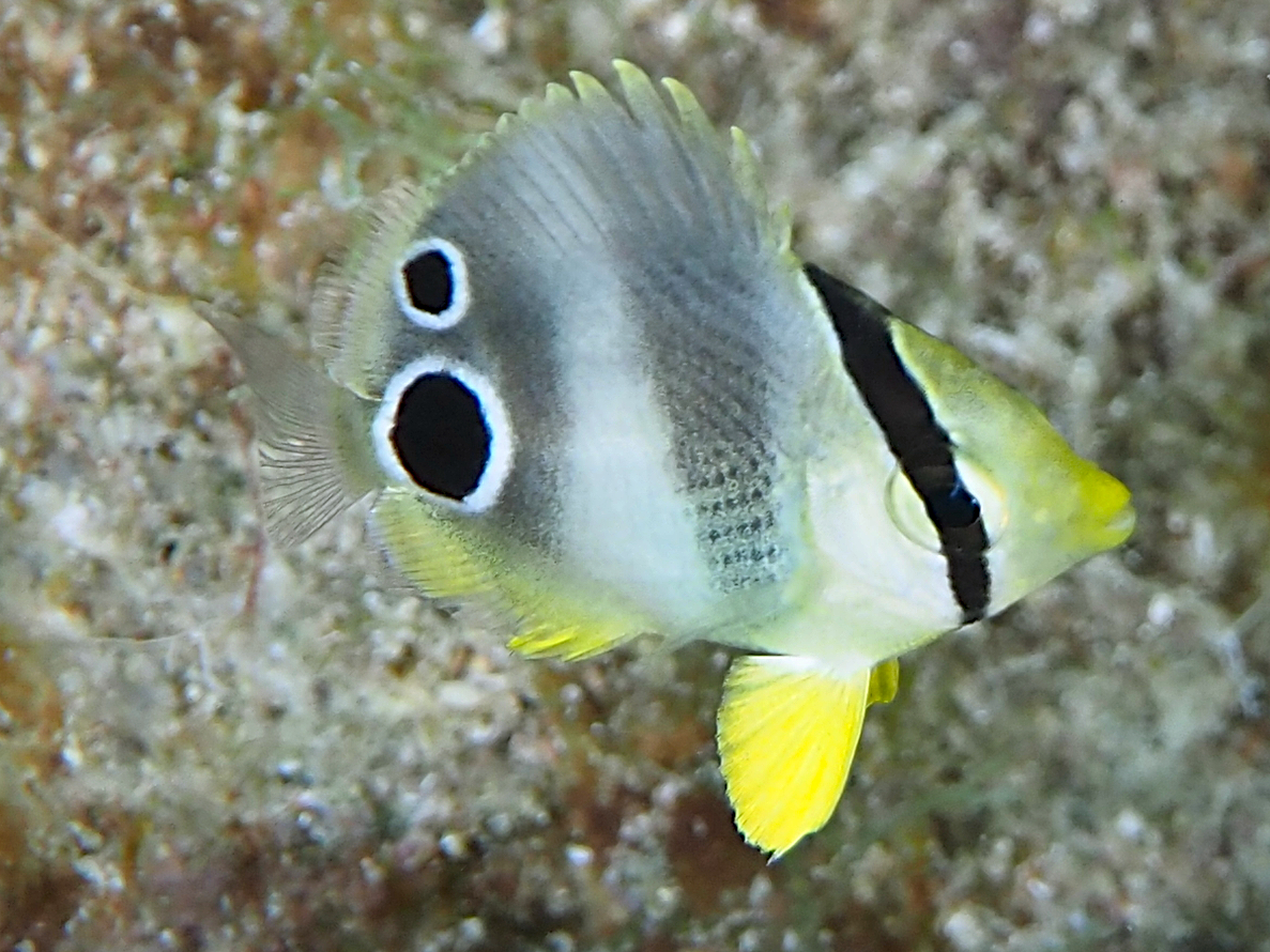 Foureye Butterflyfish - Chaetodon capistratus