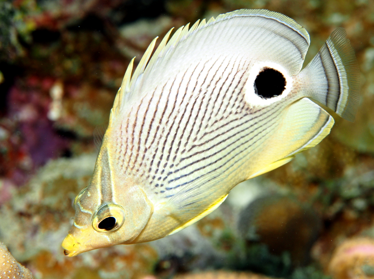 Foureye Butterflyfish - Chaetodon capistratus