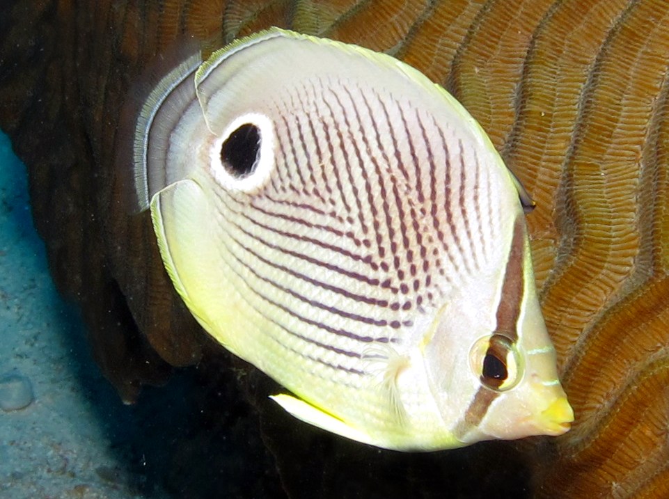 Foureye Butterflyfish - Chaetodon capistratus
