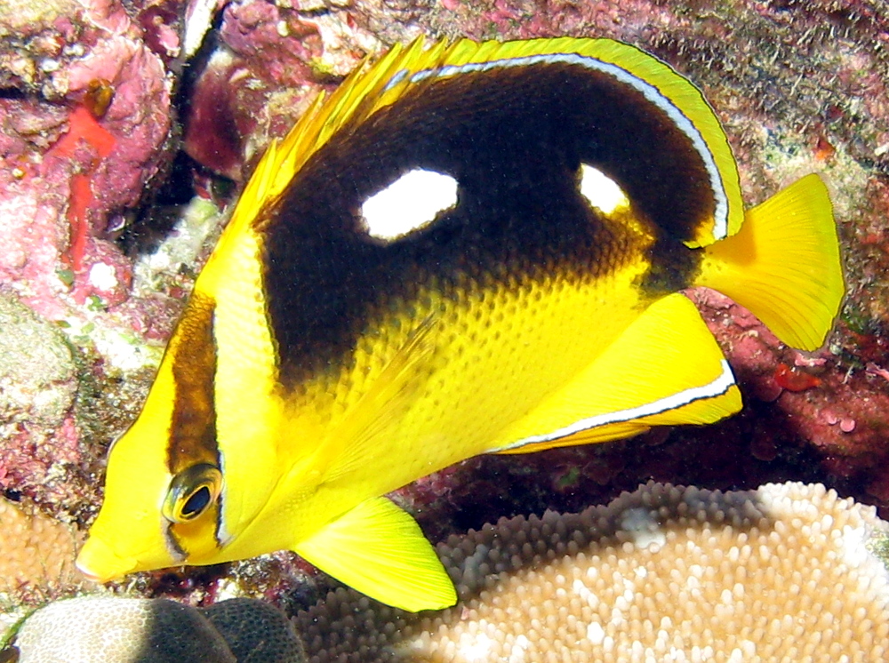 Fourspot Butterflyfish - Chaetodon quadrimaculatus