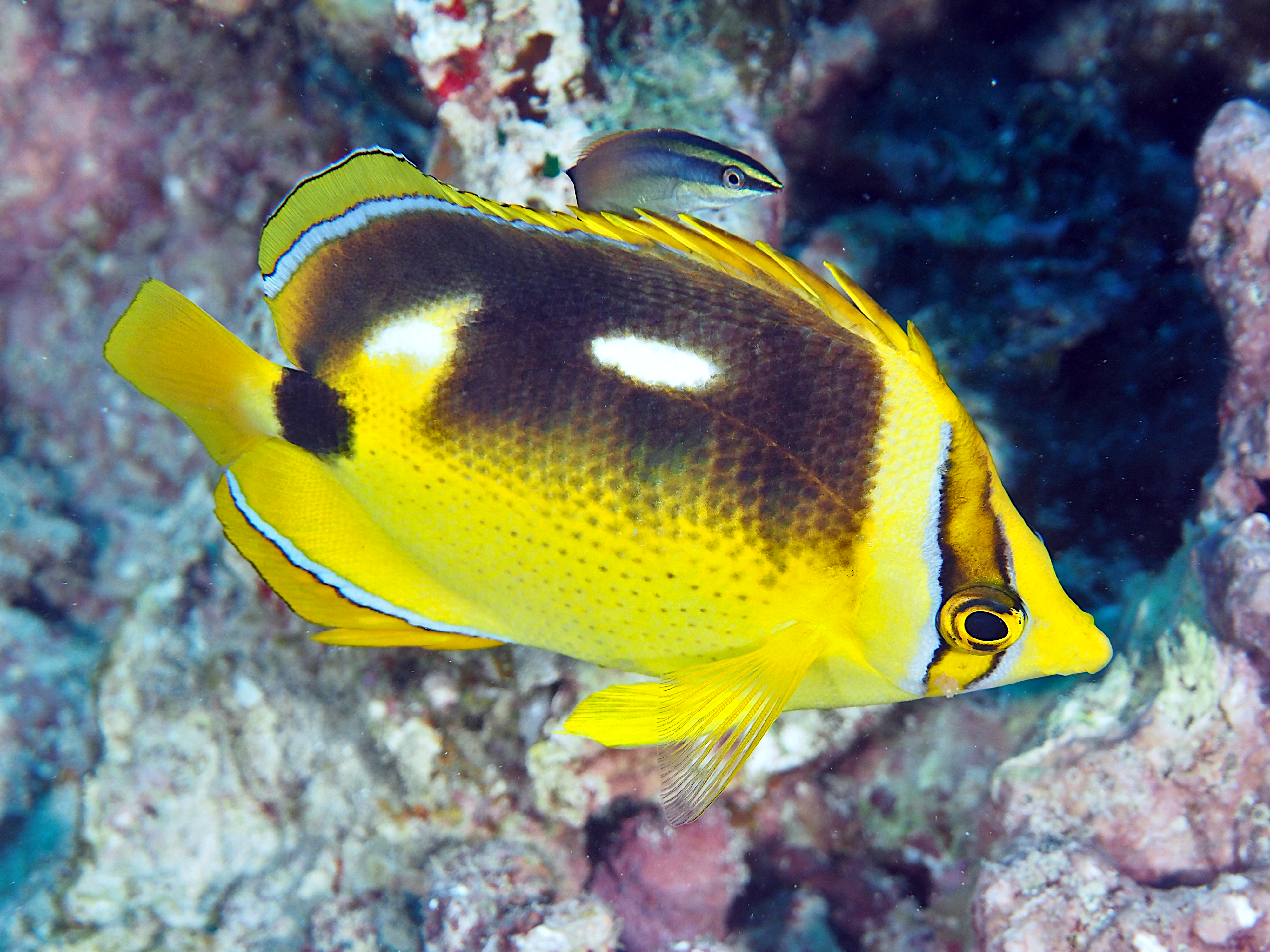 Fourspot Butterflyfish - Chaetodon quadrimaculatus
