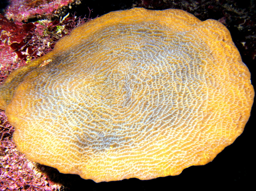 Fragile Saucer Coral - Agaricia fragilis - Belize