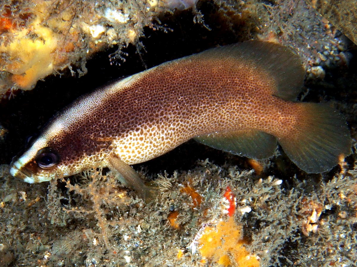 Freckled Soapfish - Rypticus bistrispinus