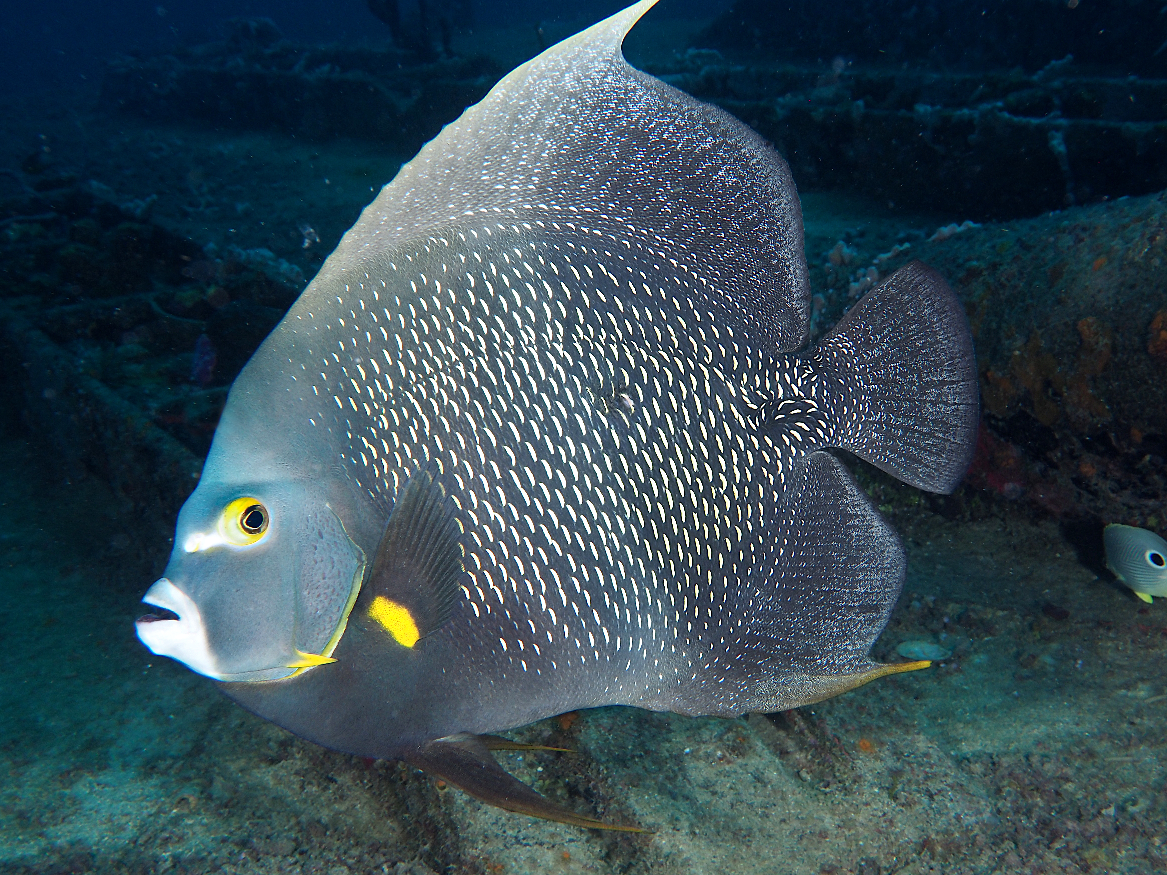 French Angelfish - Pomacanthus paru