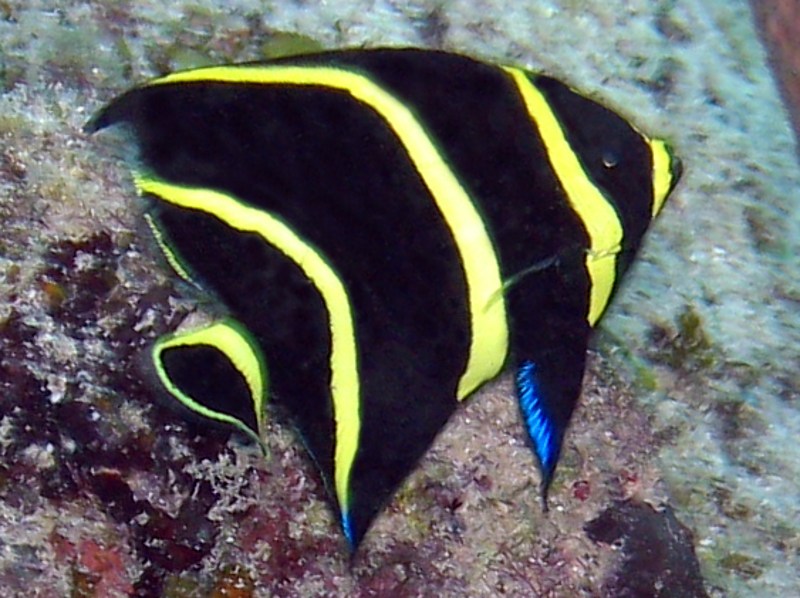 French Angelfish - Pomacanthus paru