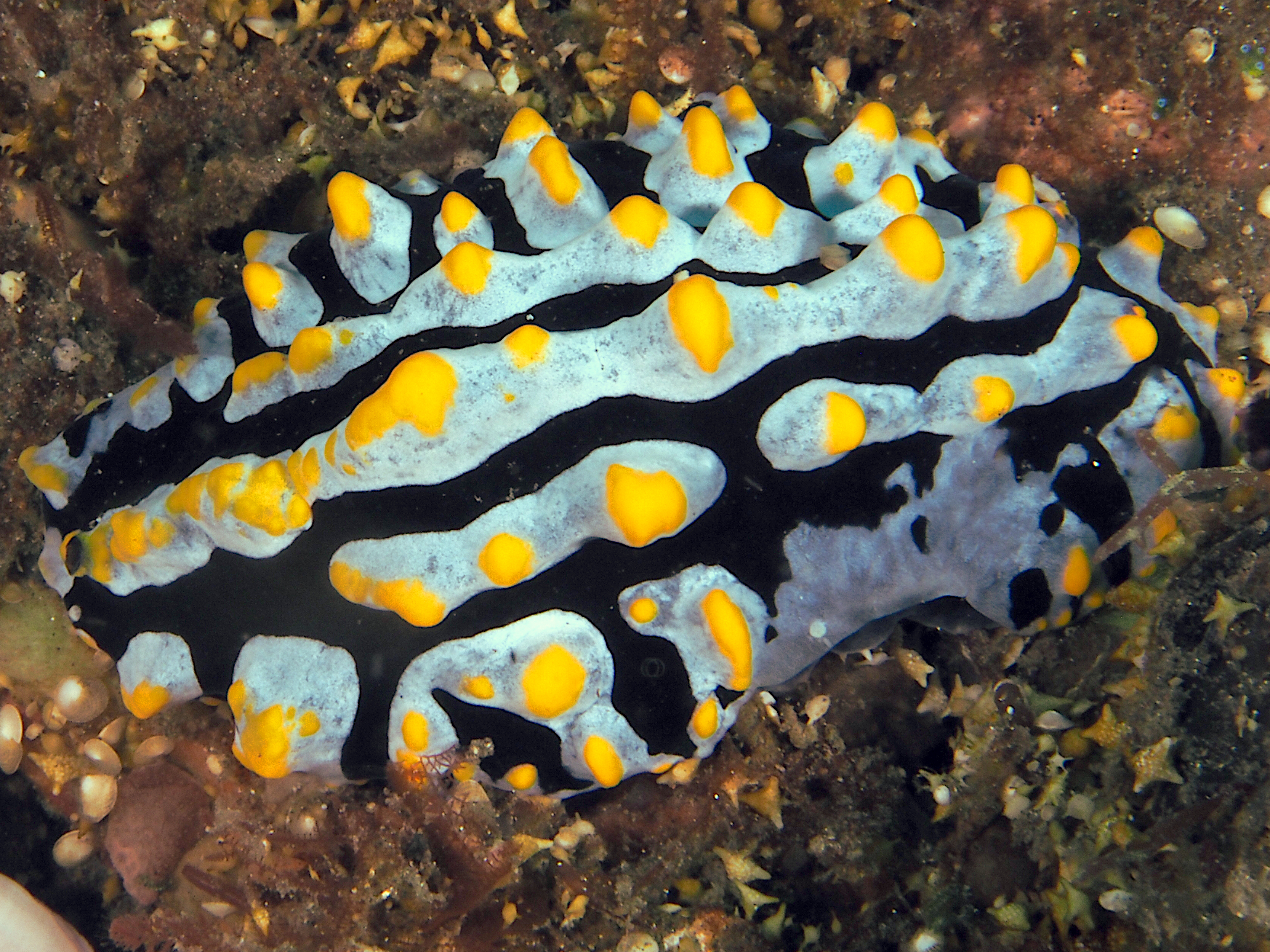 Swollen Phyllidia - Phyllidia varicosa