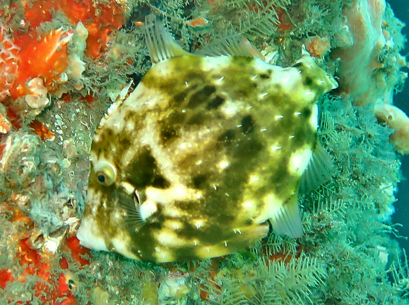 Fringed Filefish - Monacanthus ciliatus