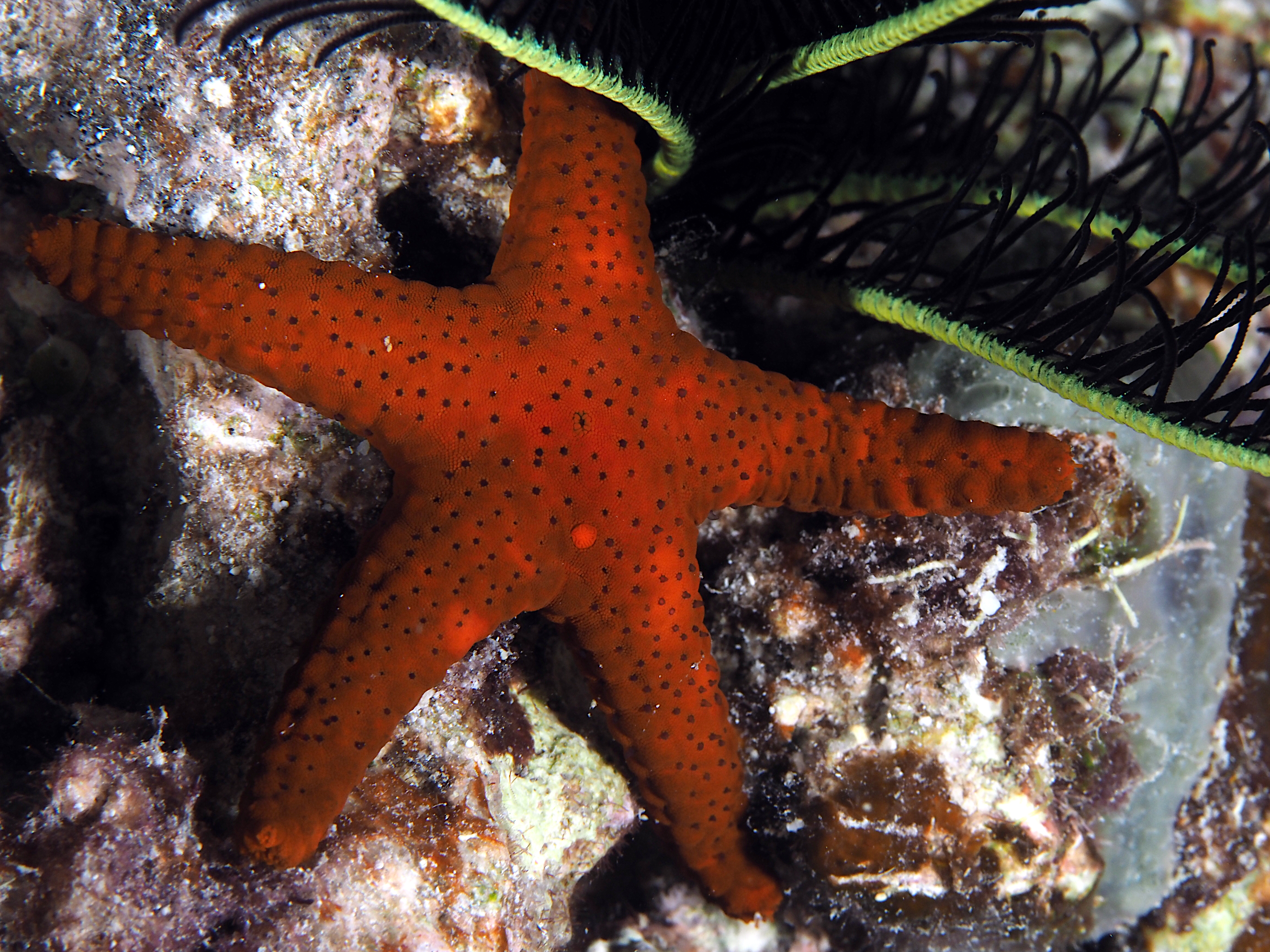 Thousand-Pores Sea Star - Fromia milleporella