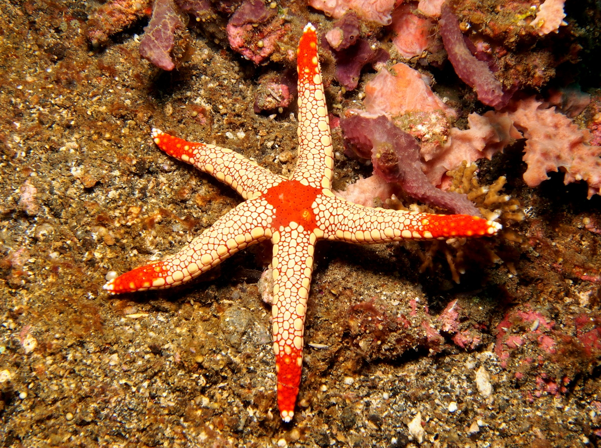 Peppermint Sea Star - Fromia monilis