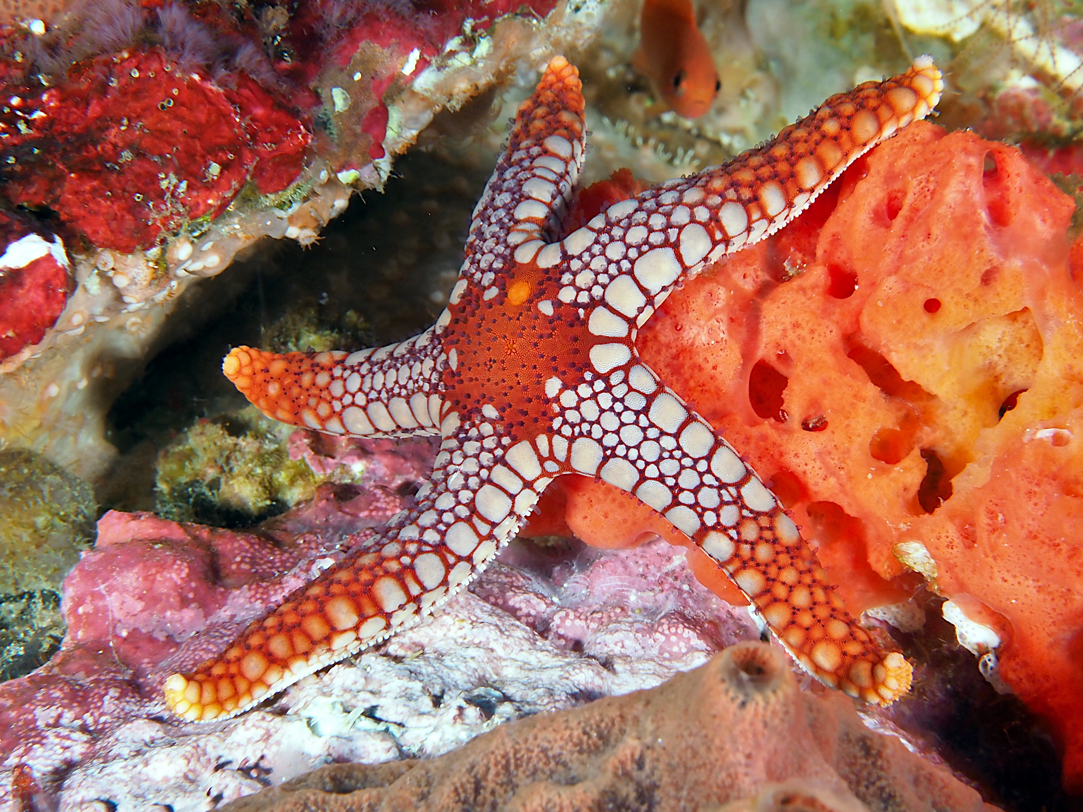 Peppermint Sea Star - Fromia monilis