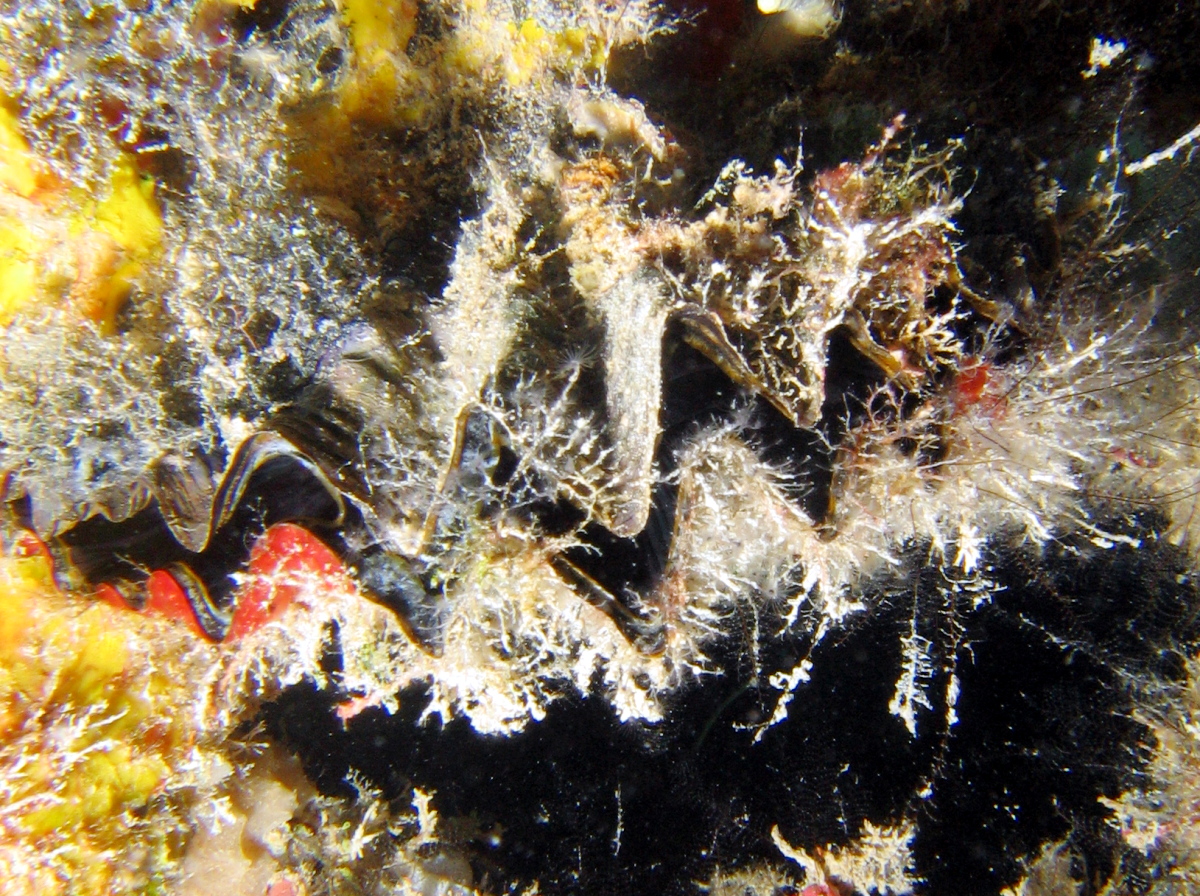 Frond Oyster - Dendostrea frons