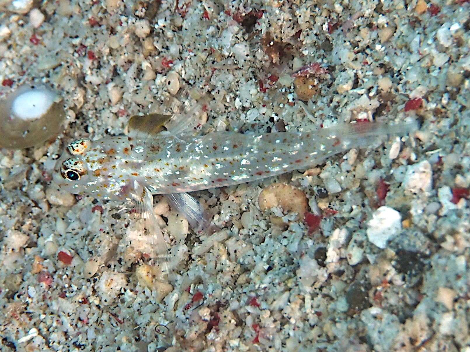 Blacktip Sandgoby - Fusigobius melacron - Komodo, Indonesia