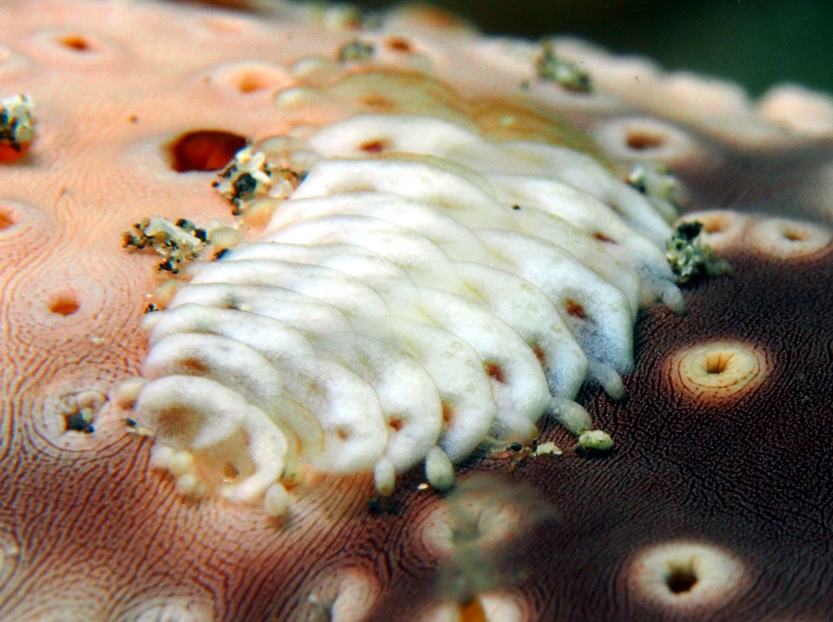 Sea Cumcumber Scale Worm - Gastrolepidia clavigera
