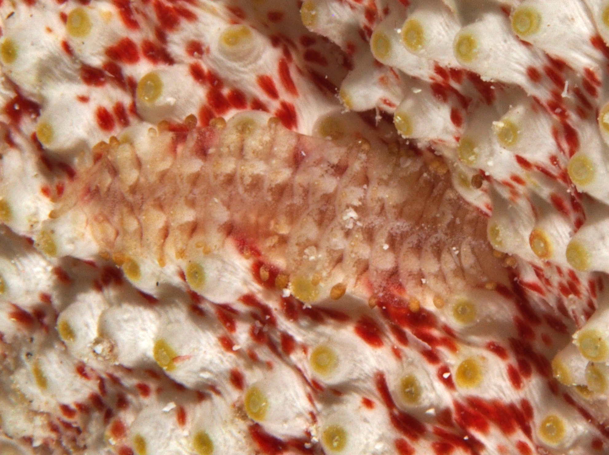 Sea Cumcumber Scale Worm - Gastrolepidia clavigera