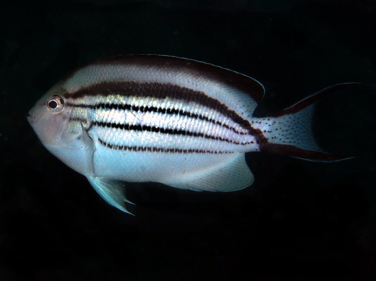 Blackstriped Angelfish - Genicanthus lamarck