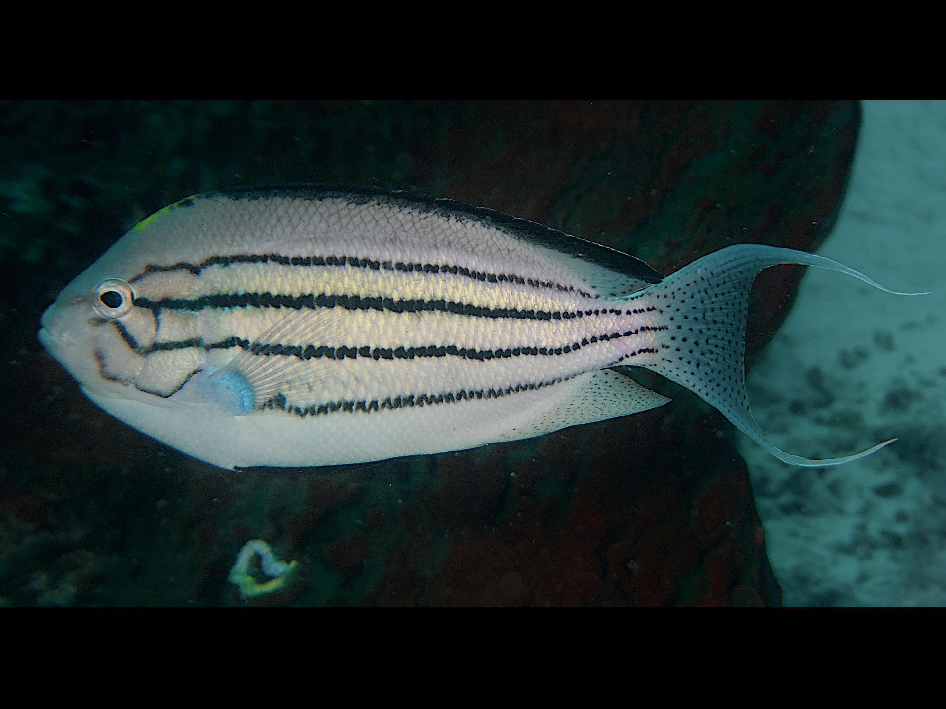 Blackstriped Angelfish - Genicanthus lamarck