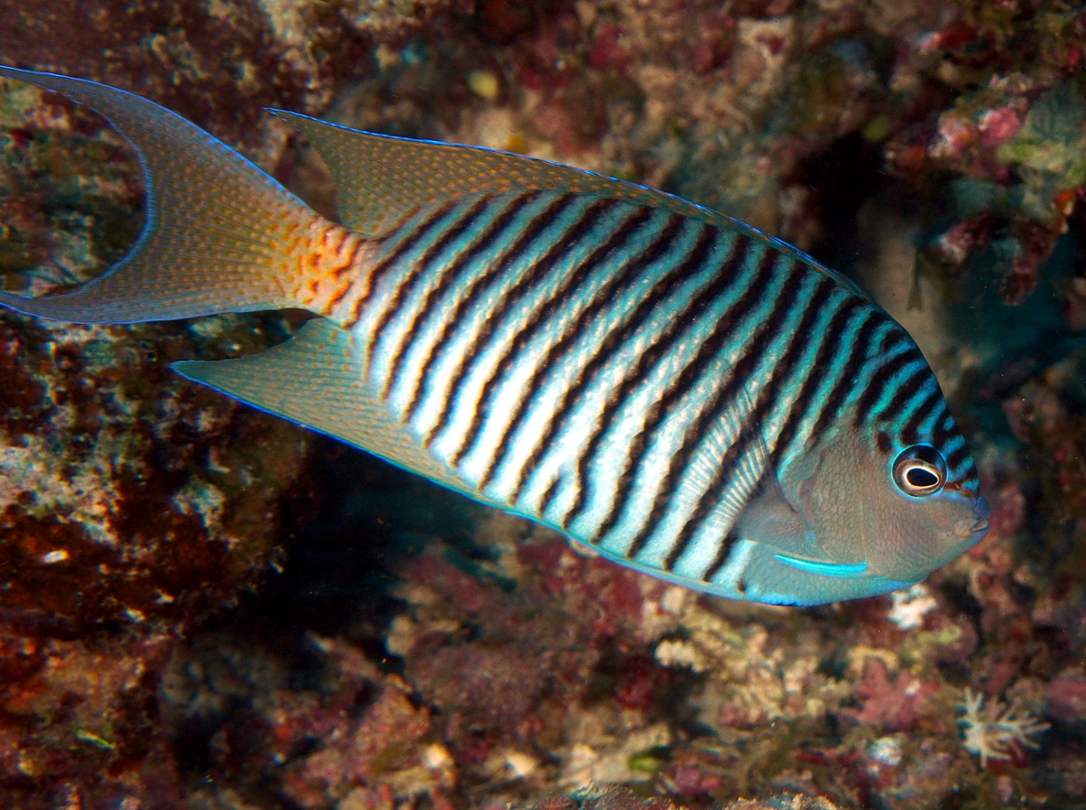 Black-Spot Angelfish - Genicanthus melanospilos - Fiji