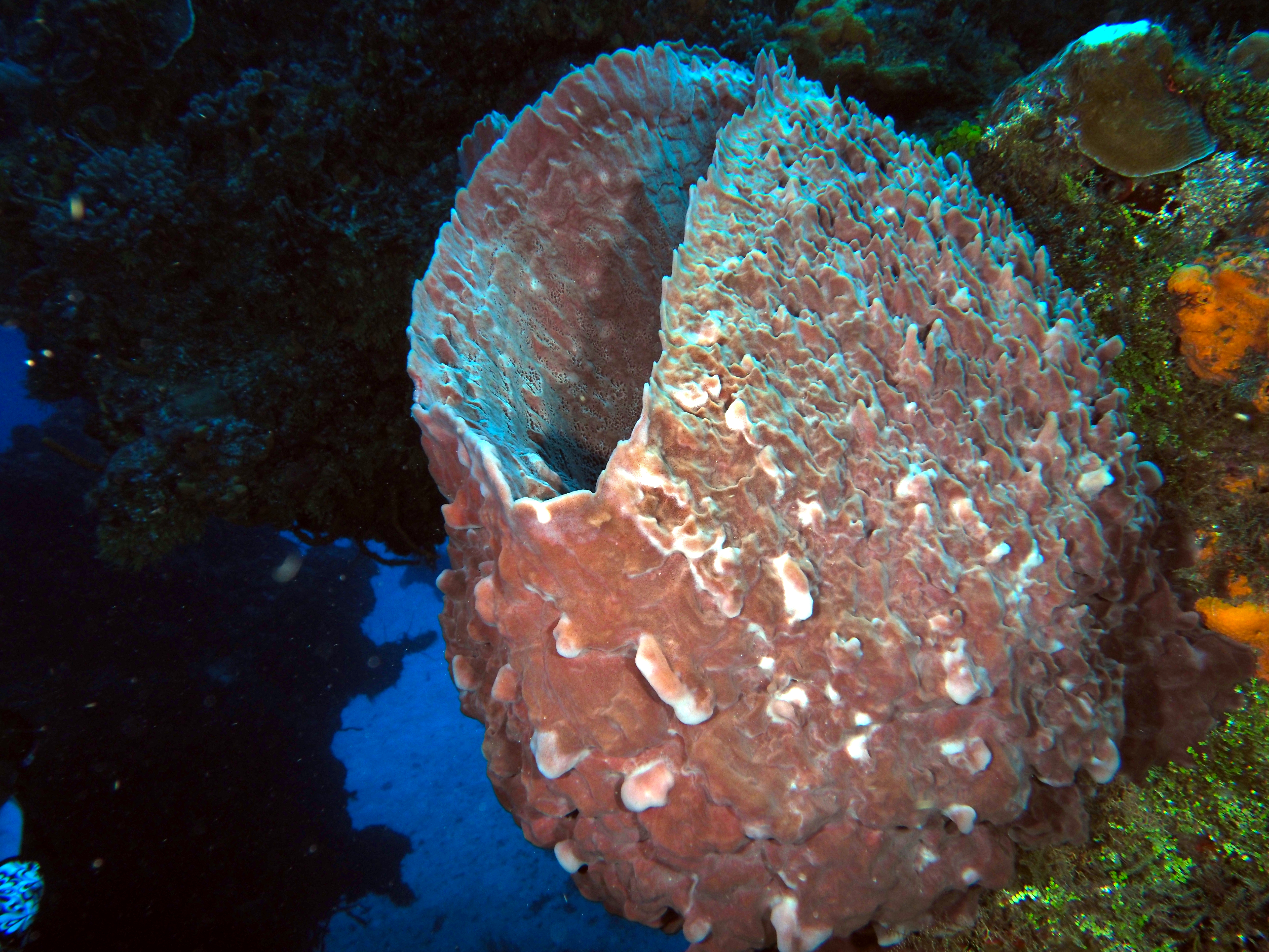Giant Barrel Sponge - Xestospongia muta