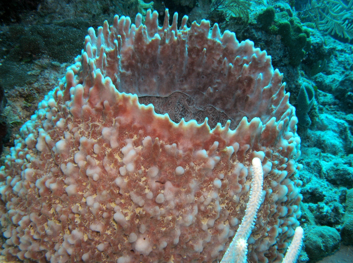 Giant Barrel Sponge - Xestospongia muta