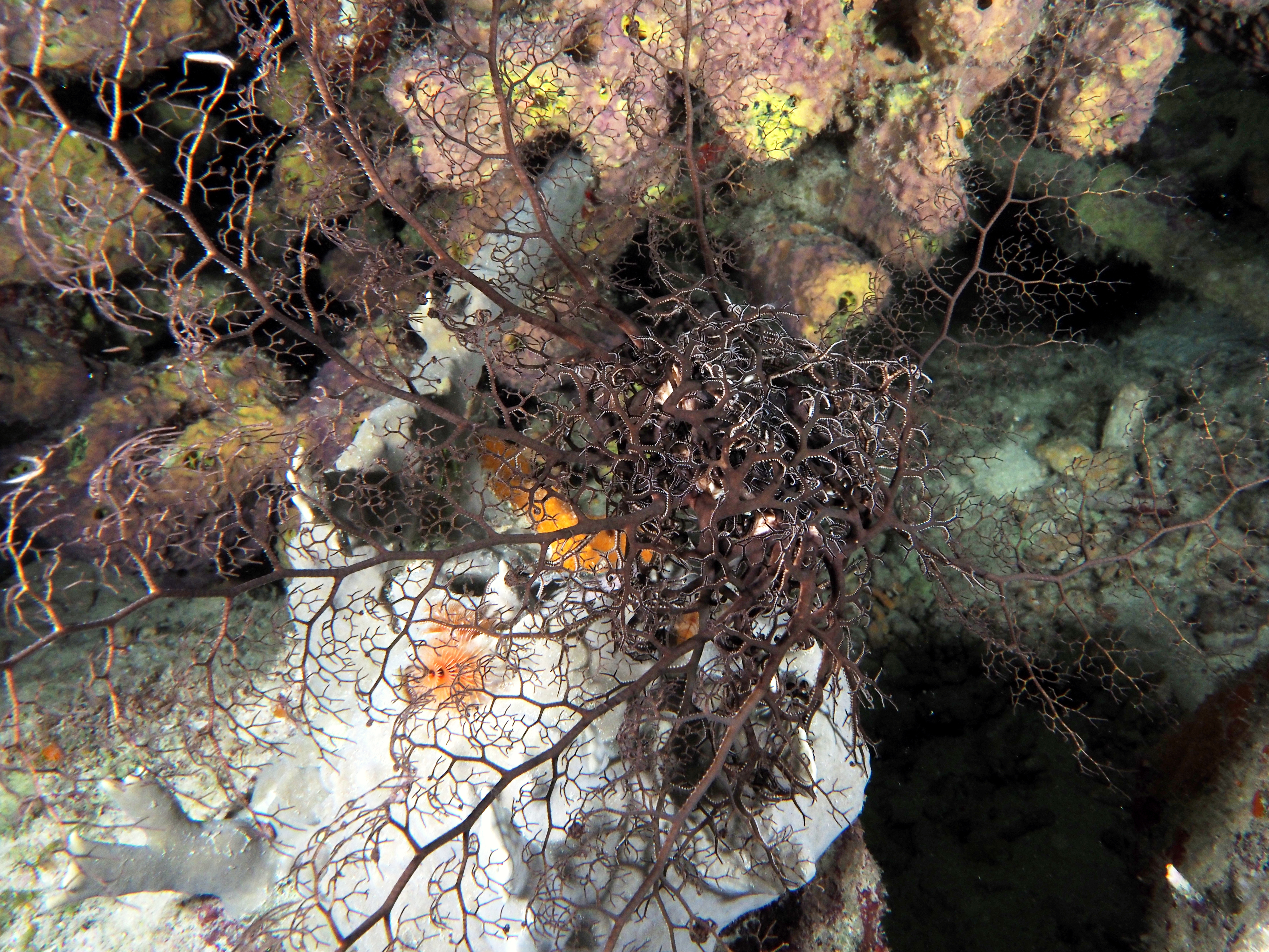 Giant Basketstar Star - Astrophyton muricatum