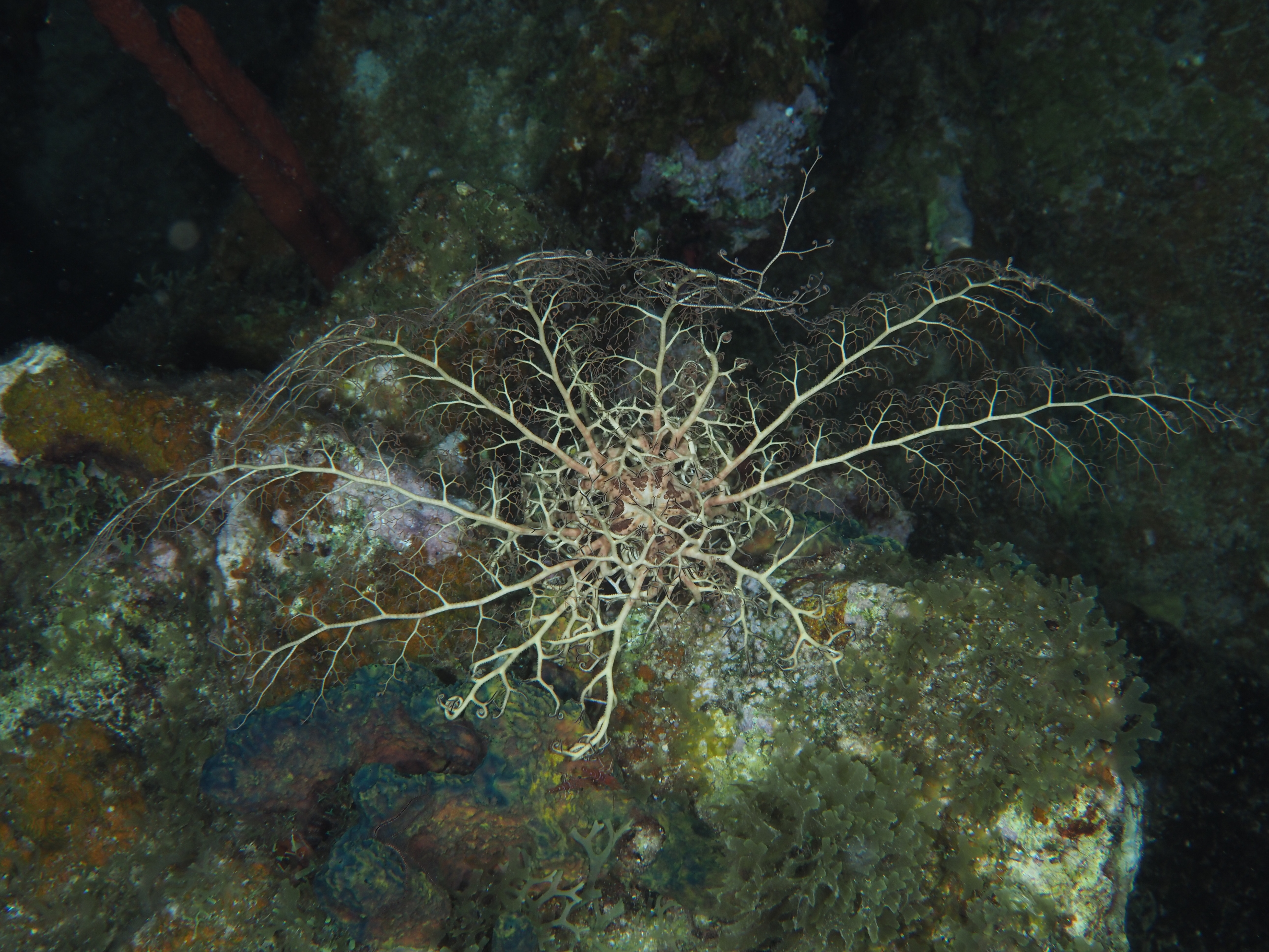 Giant Basketstar Star - Astrophyton muricatum