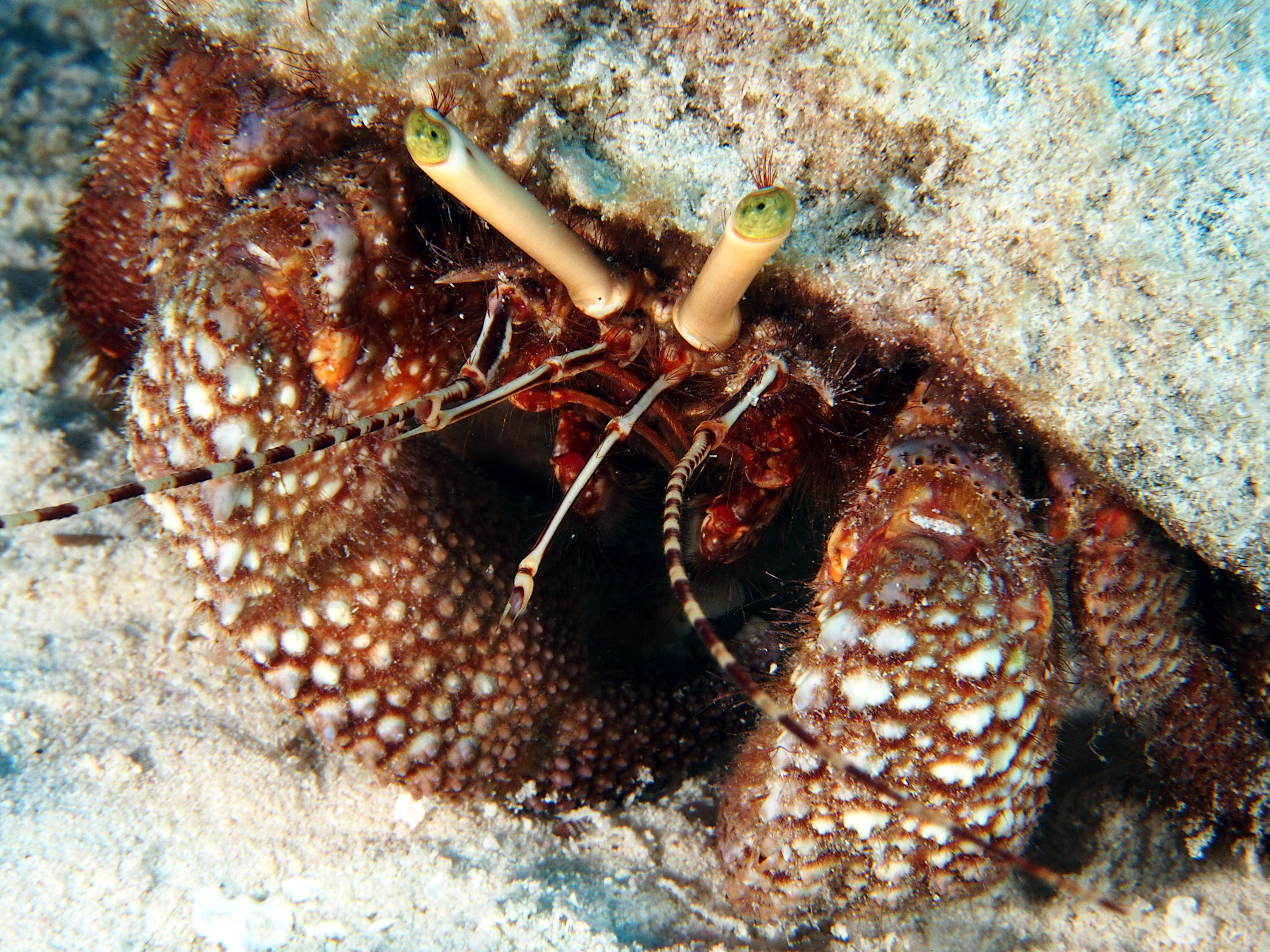 Giant Hermit Crab - Petrochirus diogenes