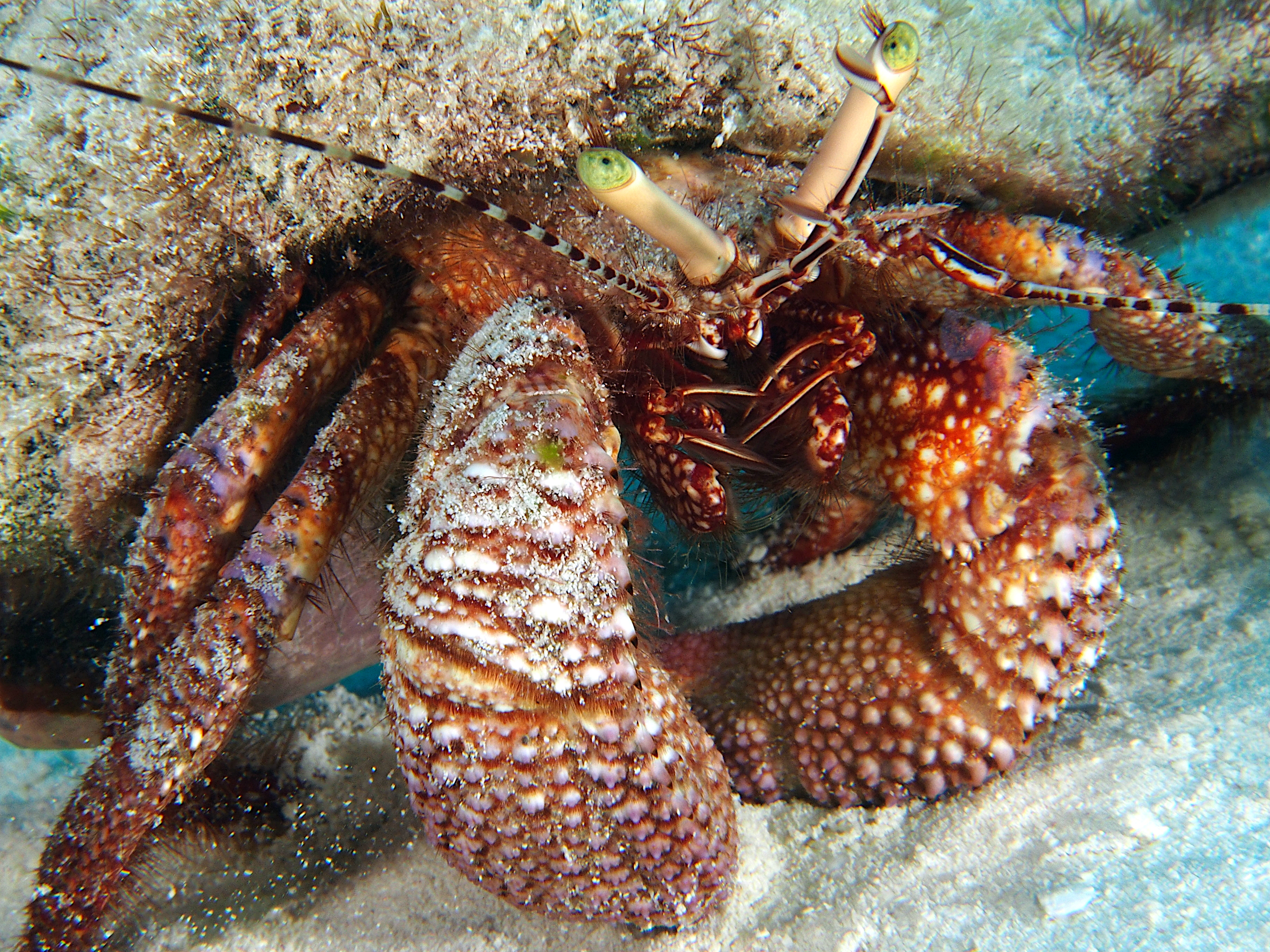 Giant Hermit Crab - Petrochirus diogenes