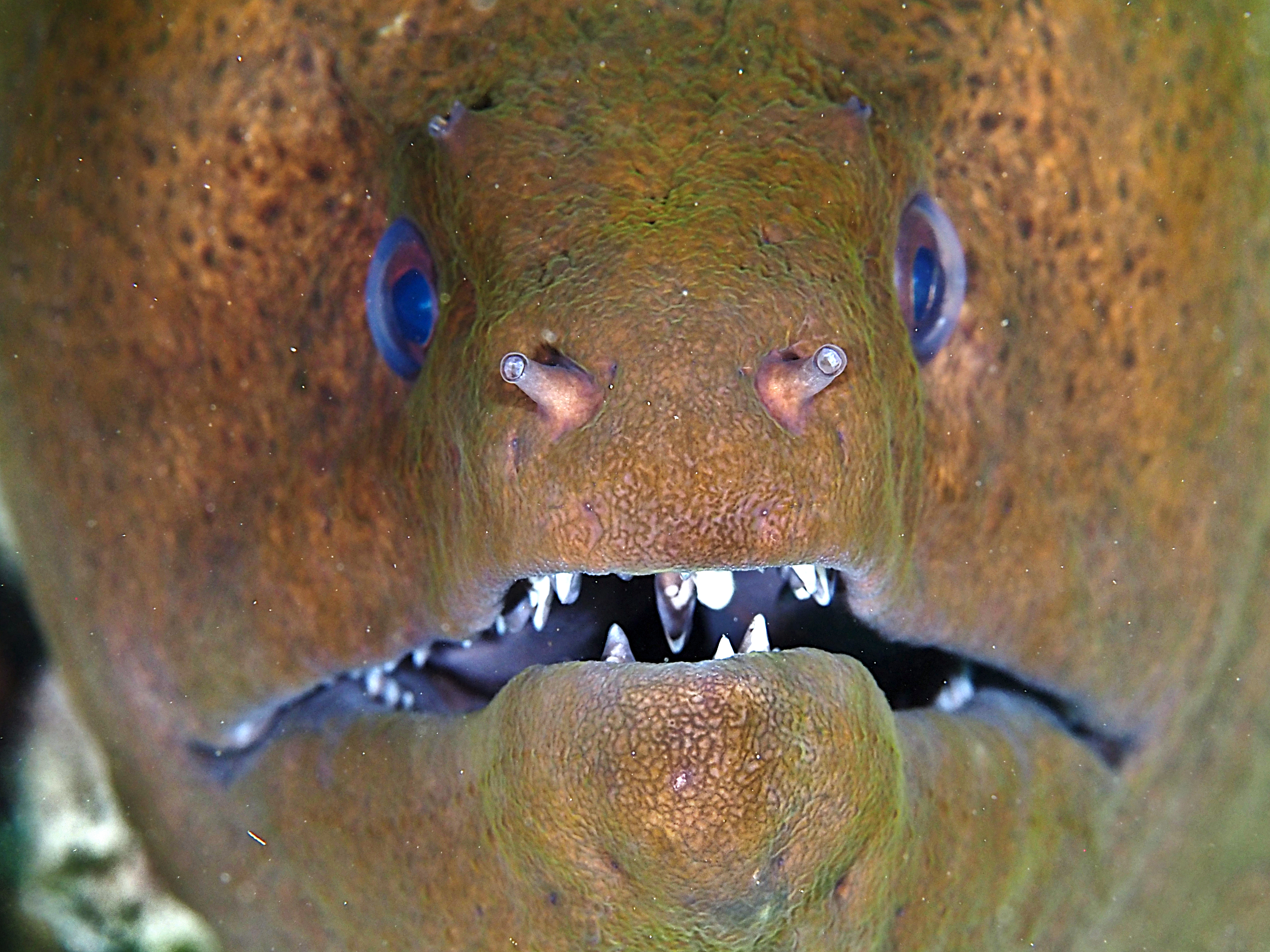 Giant Moray Eel - Gymnothorax javanicus