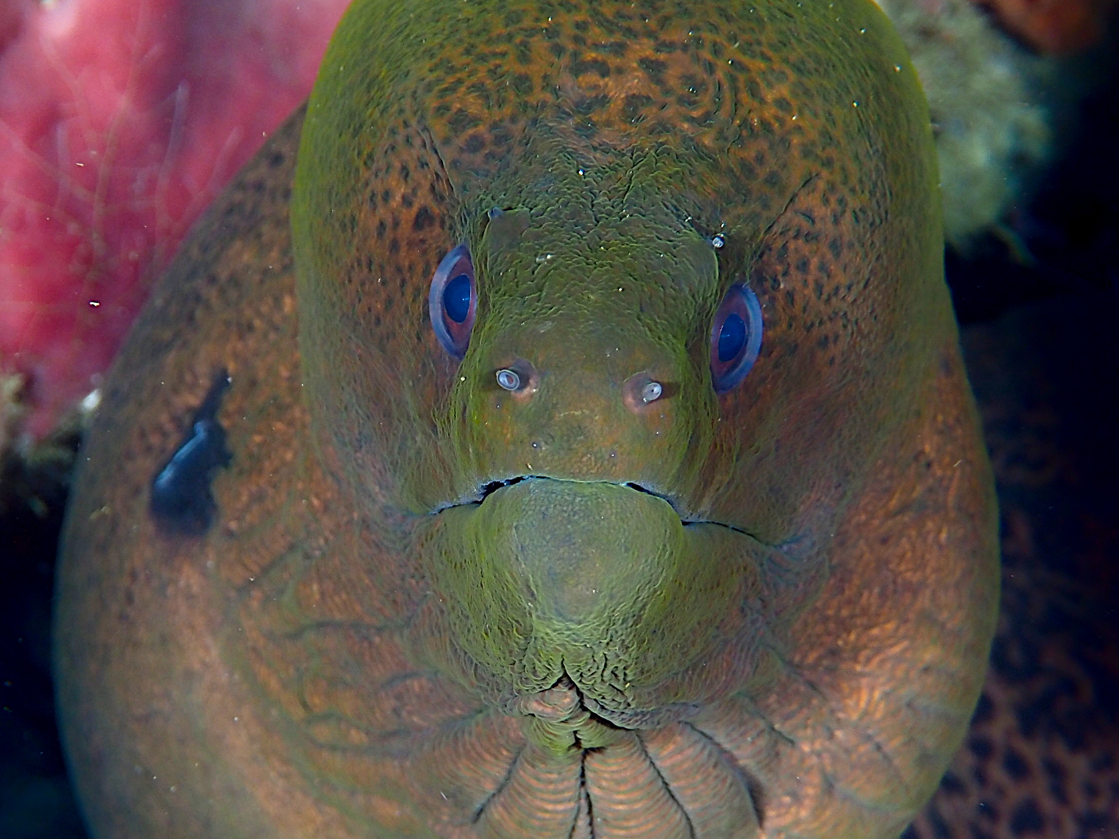 Giant Moray Eel - Gymnothorax javanicus