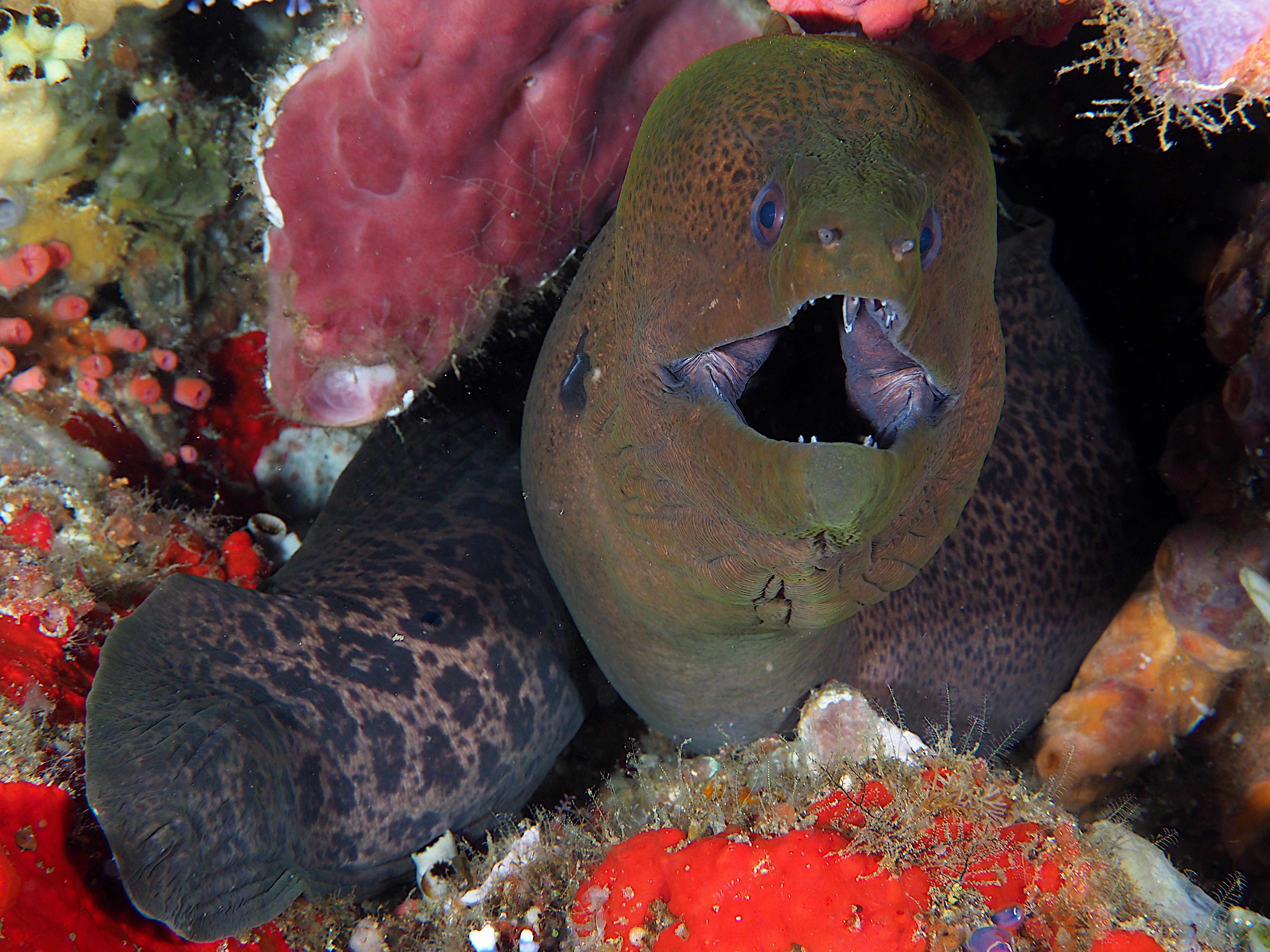 Giant Moray Eel - Gymnothorax javanicus