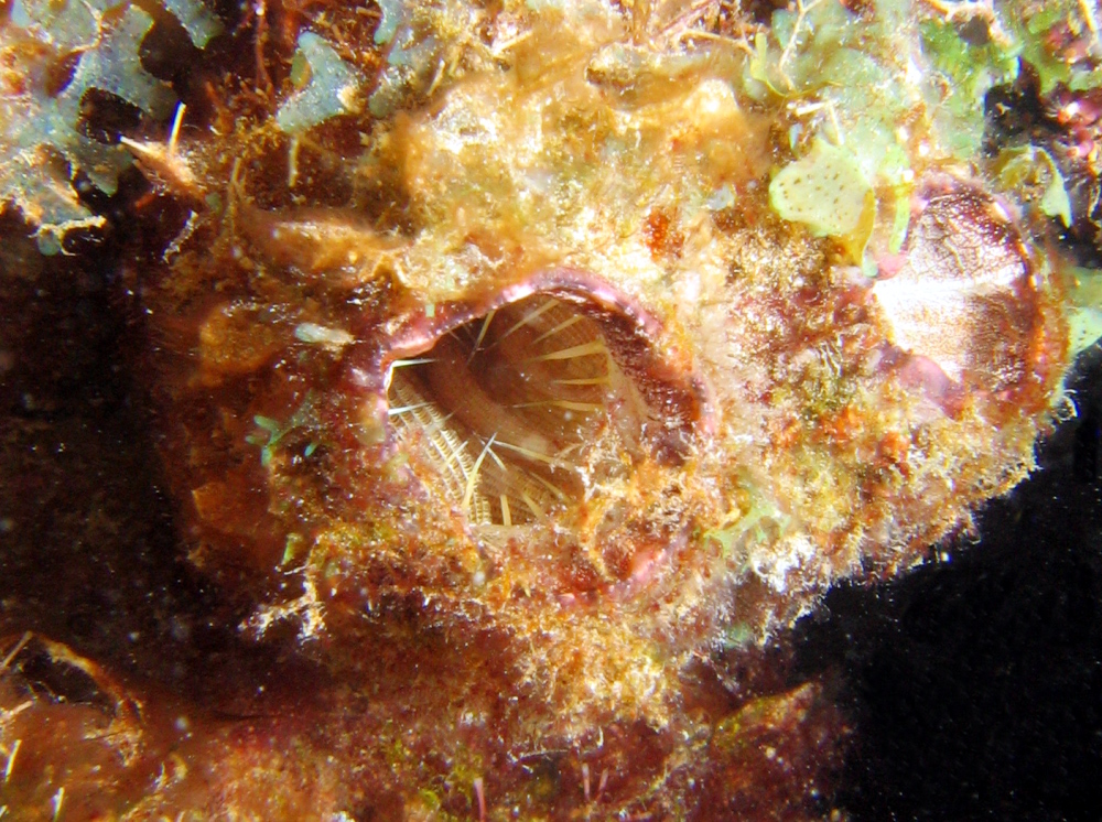 Giant Tunicate - Polycarpa spongiabilis