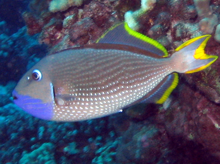 Gilded Triggerfish - Xanthichthys auromarginatus