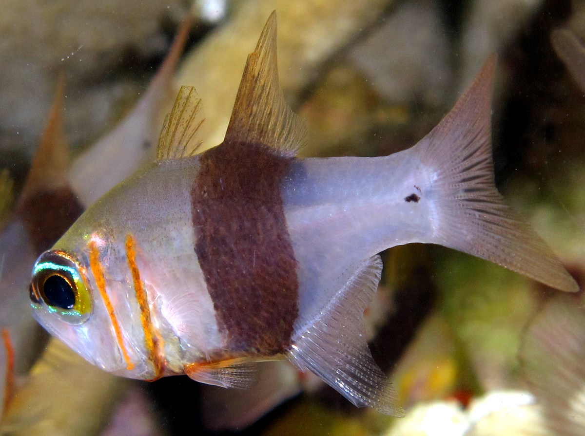 Girdled Cardinalfish - Archamia zosterophora
