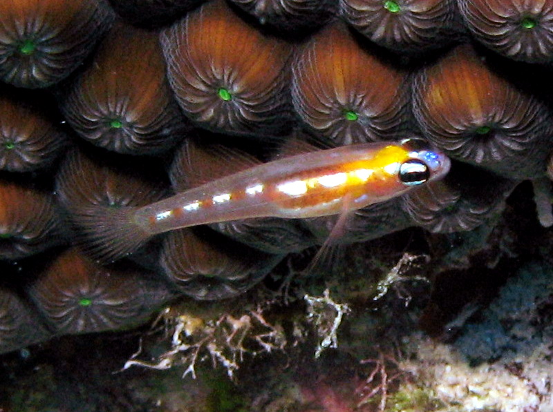 Masked/Glass Goby - Coryphopterus personatus/hyalinus